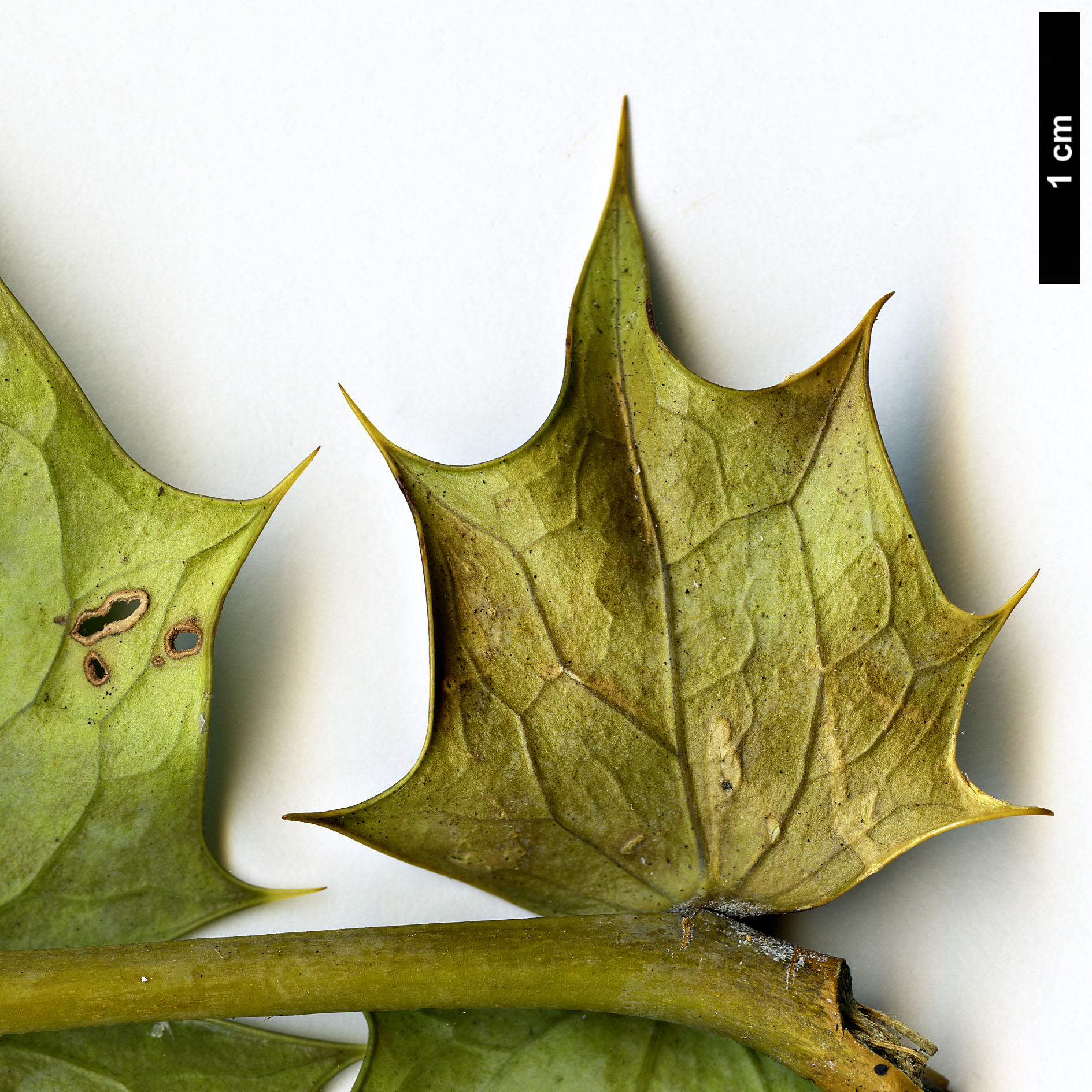 High resolution image: Family: Berberidaceae - Genus: Mahonia - Taxon: 'Winter Bronze'